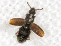 Monotomus picipes